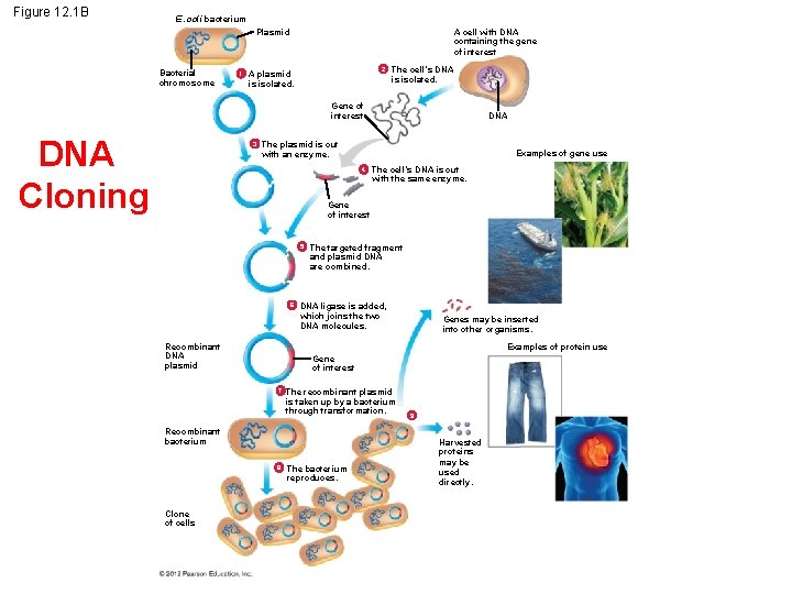 Figure 12. 1 B E. coli bacterium Plasmid Bacterial chromosome 1 A cell with