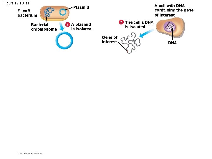 Figure 12. 1 B_s 1 E. coli bacterium Bacterial chromosome A cell with DNA
