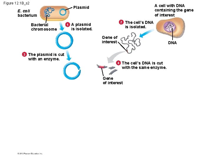 Figure 12. 1 B_s 2 E. coli bacterium Bacterial chromosome A cell with DNA
