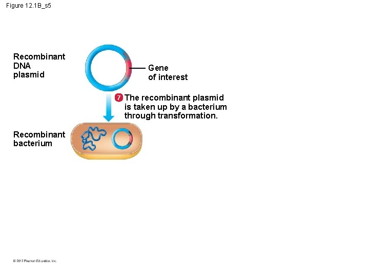 Figure 12. 1 B_s 5 Recombinant DNA plasmid Gene of interest 7 Recombinant bacterium