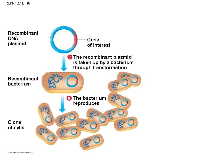 Figure 12. 1 B_s 6 Recombinant DNA plasmid Gene of interest 7 The recombinant