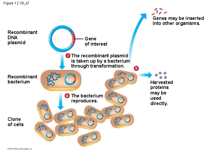 Figure 12. 1 B_s 7 Genes may be inserted into other organisms. Recombinant DNA