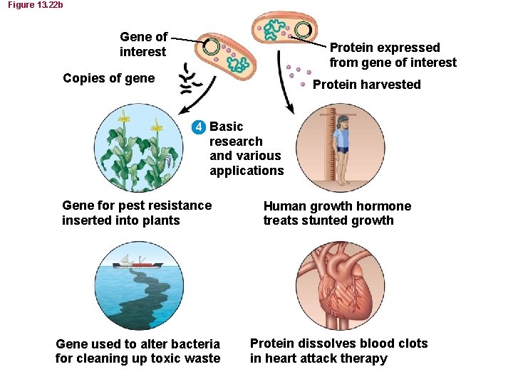 Figure 13. 22 b Gene of interest Protein expressed from gene of interest Copies