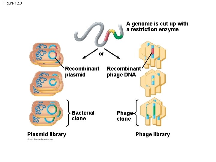 Figure 12. 3 A genome is cut up with a restriction enzyme or Recombinant