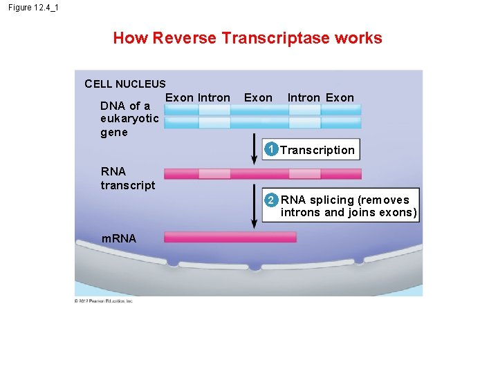 Figure 12. 4_1 How Reverse Transcriptase works CELL NUCLEUS Exon Intron DNA of a