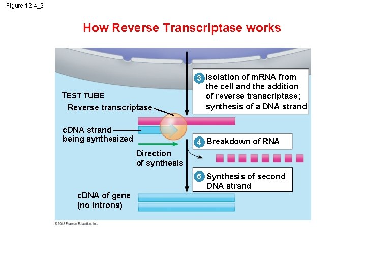 Figure 12. 4_2 How Reverse Transcriptase works 3 Isolation of m. RNA from TEST