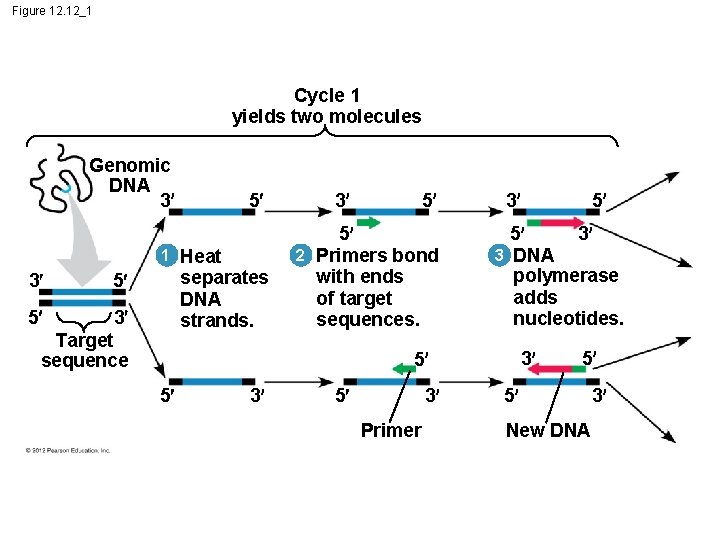 Figure 12. 12_1 Cycle 1 yields two molecules Genomic DNA 3 5 1 Heat