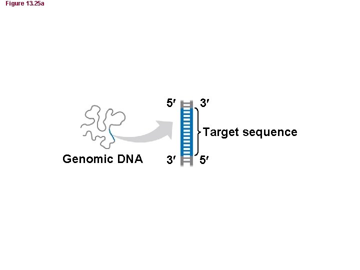 Figure 13. 25 a 5 3 Target sequence Genomic DNA 3 5 