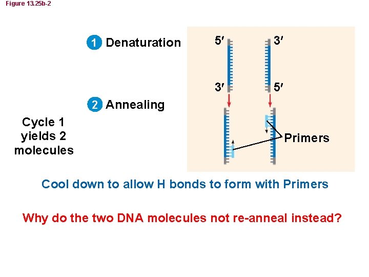 Figure 13. 25 b-2 1 Denaturation 5 3 3 5 2 Annealing Cycle 1