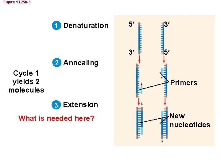 Figure 13. 25 b-3 1 Denaturation 5 3 3 5 2 Annealing Cycle 1