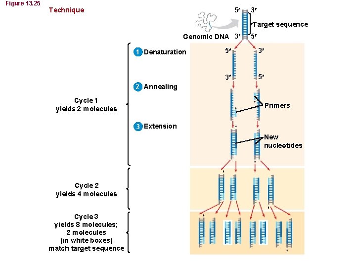 Figure 13. 25 Technique 5 3 Target sequence Genomic DNA 3 1 Denaturation 5