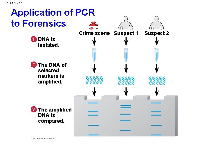 Figure 12. 11 Application of PCR to Forensics Crime scene Suspect 1 1 DNA