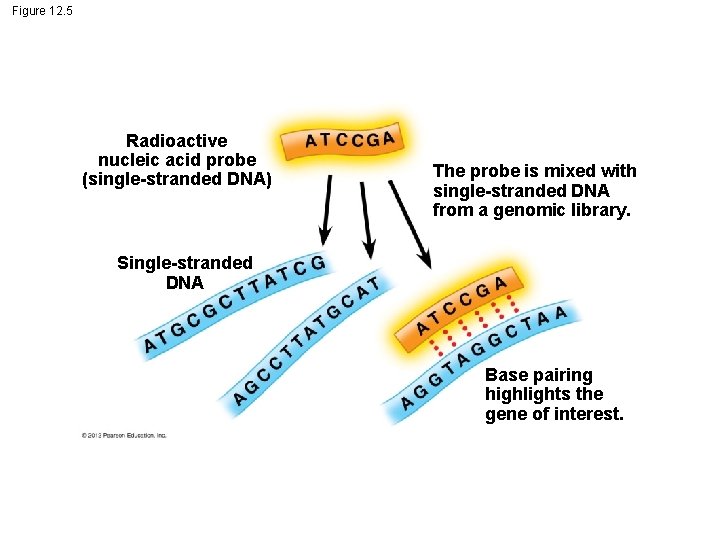 Figure 12. 5 Radioactive nucleic acid probe (single-stranded DNA) The probe is mixed with