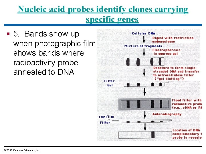 Nucleic acid probes identify clones carrying specific genes § 5. Bands show up when