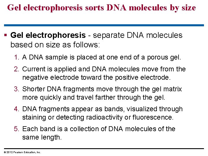 Gel electrophoresis sorts DNA molecules by size § Gel electrophoresis - separate DNA molecules