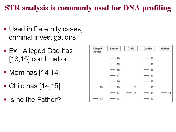 STR analysis is commonly used for DNA profiling § Used in Paternity cases, criminal