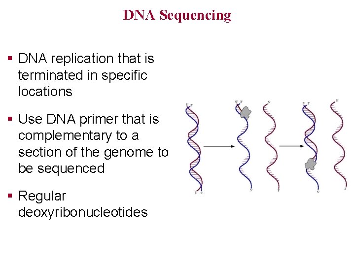 DNA Sequencing § DNA replication that is terminated in specific locations § Use DNA