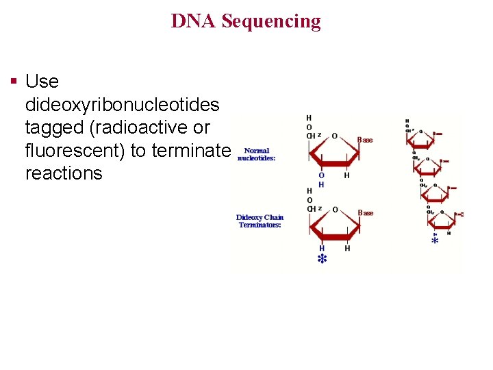 DNA Sequencing § Use dideoxyribonucleotides tagged (radioactive or fluorescent) to terminate reactions 