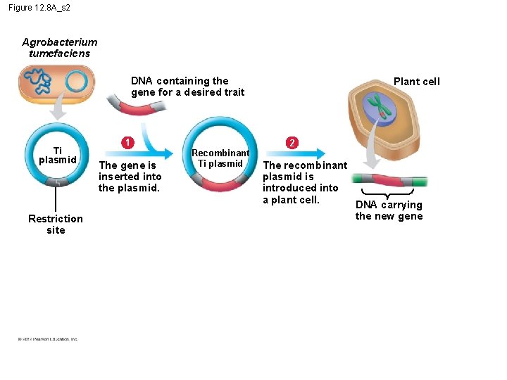 Figure 12. 8 A_s 2 Agrobacterium tumefaciens DNA containing the gene for a desired