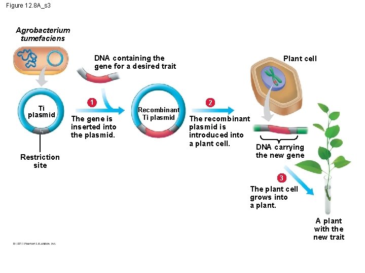 Figure 12. 8 A_s 3 Agrobacterium tumefaciens DNA containing the gene for a desired