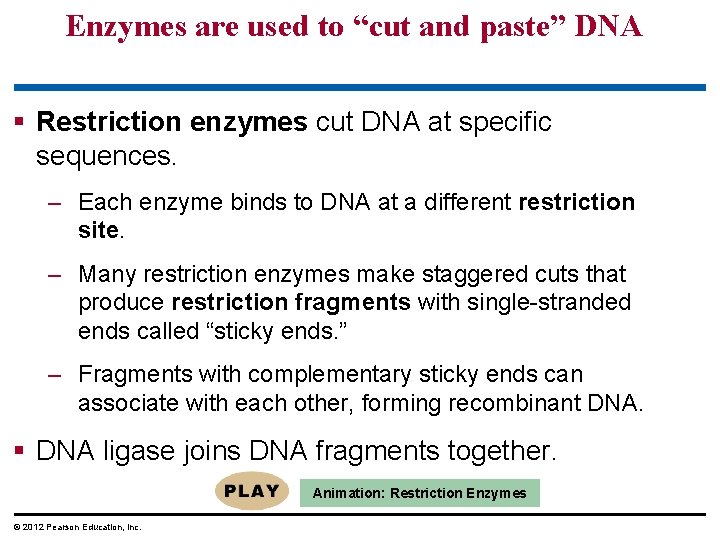 Enzymes are used to “cut and paste” DNA § Restriction enzymes cut DNA at