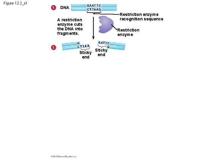 Figure 12. 2_s 1 1 DNA Restriction enzyme recognition sequence A restriction enzyme cuts