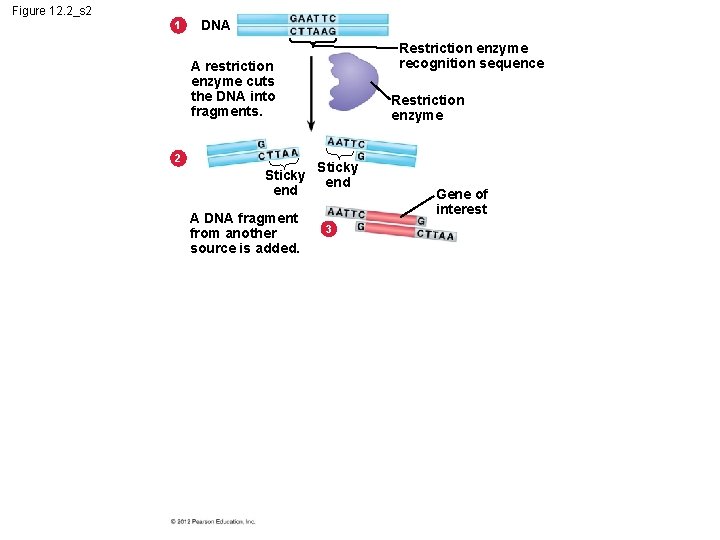 Figure 12. 2_s 2 1 DNA Restriction enzyme recognition sequence A restriction enzyme cuts