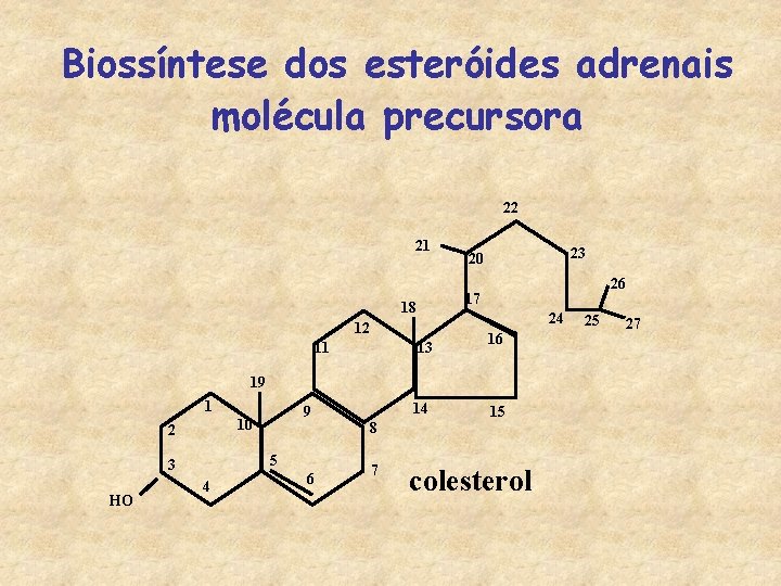 Biossíntese dos esteróides adrenais molécula precursora 22 21 26 17 18 24 12 13