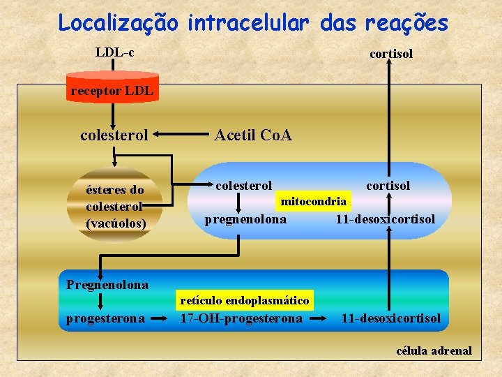 Localização intracelular das reações LDL-c cortisol receptor LDL colesterol ésteres do colesterol (vacúolos) Acetil