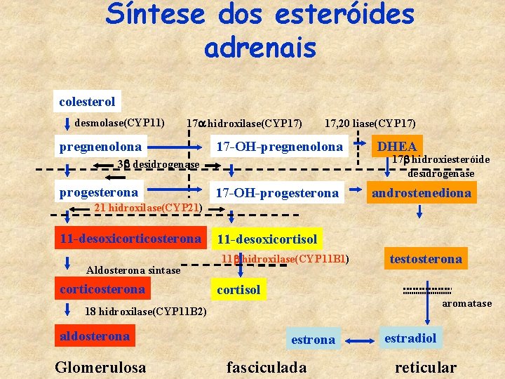 Síntese dos esteróides adrenais colesterol desmolase(CYP 11) 17 a hidroxilase(CYP 17) pregnenolona 17, 20