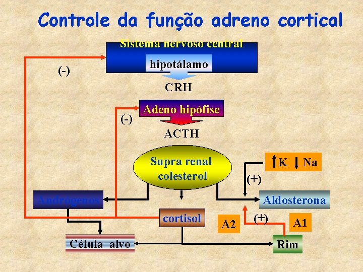 Controle da função adreno cortical Sistema nervoso central hipotálamo (-) CRH (-) Adeno hipófise