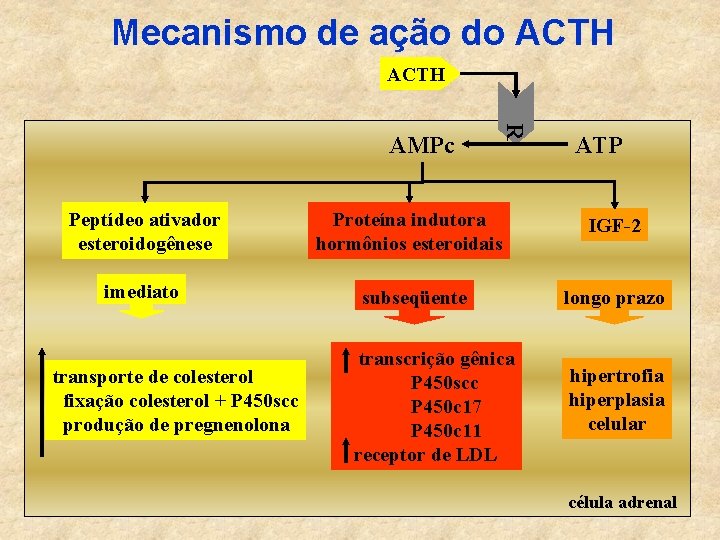Mecanismo de ação do ACTH R AMPc ATP Peptídeo ativador esteroidogênese Proteína indutora hormônios