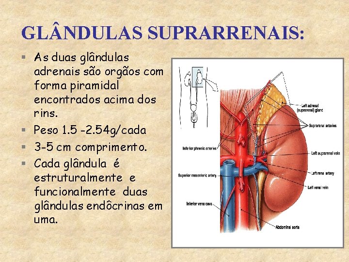 GL NDULAS SUPRARRENAIS: § As duas glândulas adrenais são orgãos com forma piramidal encontrados