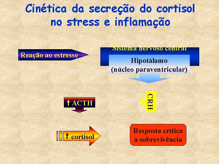 Cinética da secreção do cortisol no stress e inflamação Reação ao estresse cortisol Hipotálamo