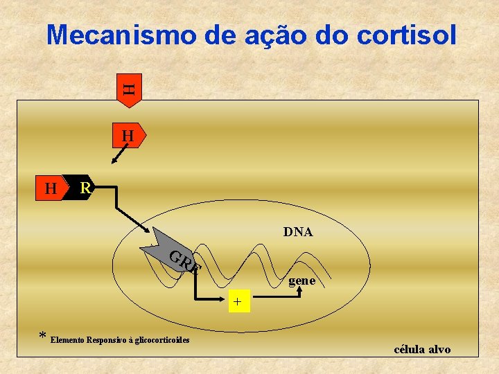 Mecanismo de ação do cortisol H H H R DNA GR E gene +