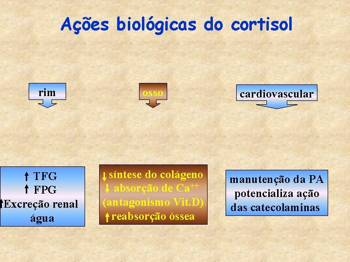 Ações biológicas do cortisol rim TFG FPG Excreção renal água osso cardiovascular síntese do
