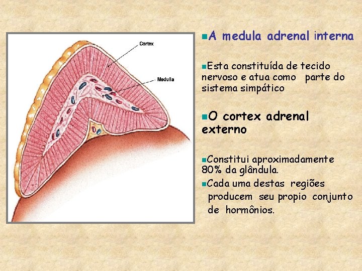 n. A medula adrenal interna n. Esta constituída de tecido nervoso e atua como