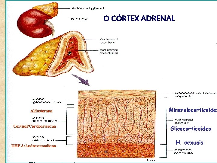 O CÓRTEX ADRENAL Aldosterona Cortisol/Corticosterona DHEA/Androstenodiona Mineralocorticoides Glicocorticoides H. sexuais 