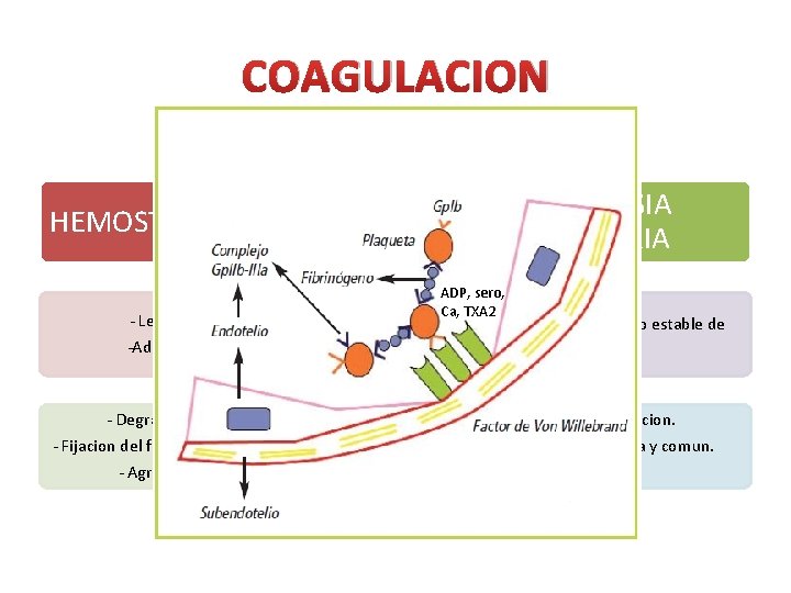 COAGULACION HEMOSTASIA PRIMARIA - Lesion del endotelio HEMOSTASIA SECUNDARIA ADP, sero, Ca, TXA 2