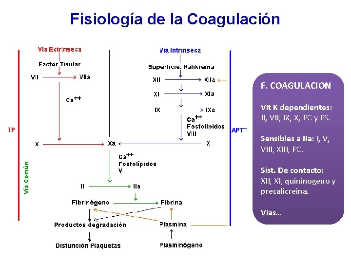 Fisiología de la Coagulación F. COAGULACION Vit K dependientes: II, VII, IX, X, PC