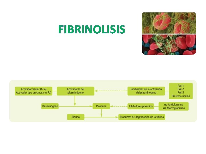 FIBRINOLISIS 