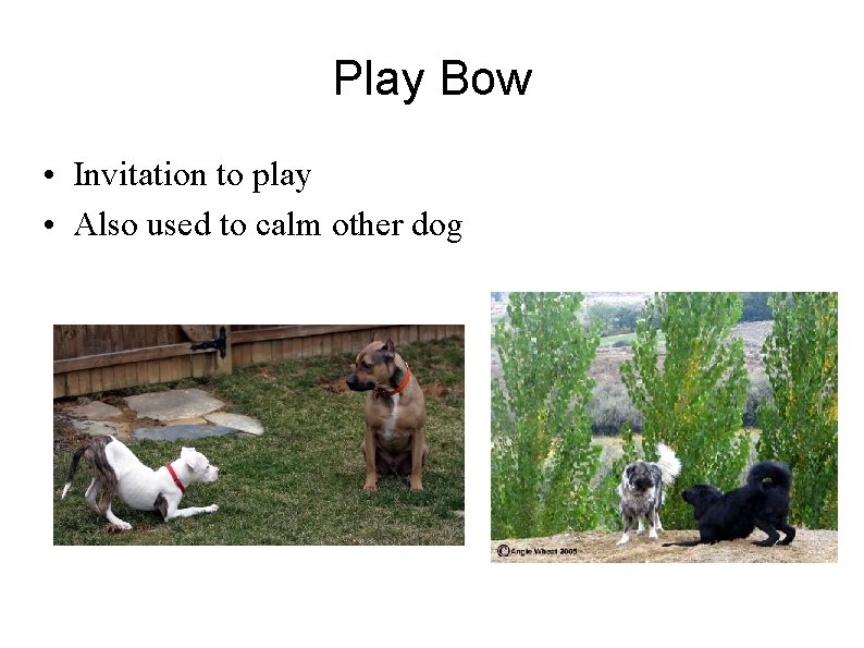 Play Bow • Invitation to play • Also used to calm other dog 