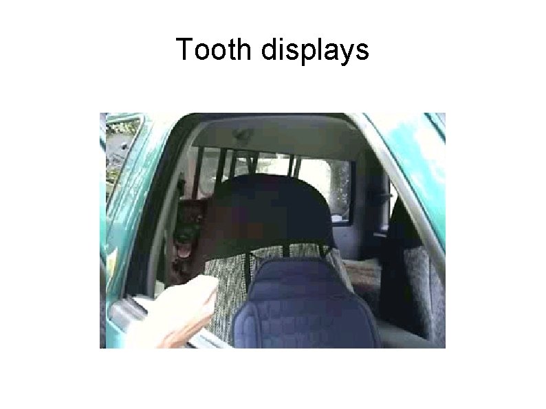 Tooth displays 