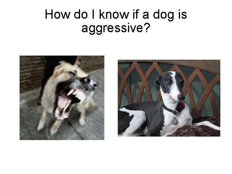 How do I know if a dog is aggressive? 