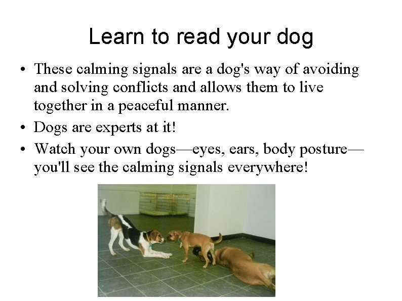 Learn to read your dog • These calming signals are a dog's way of