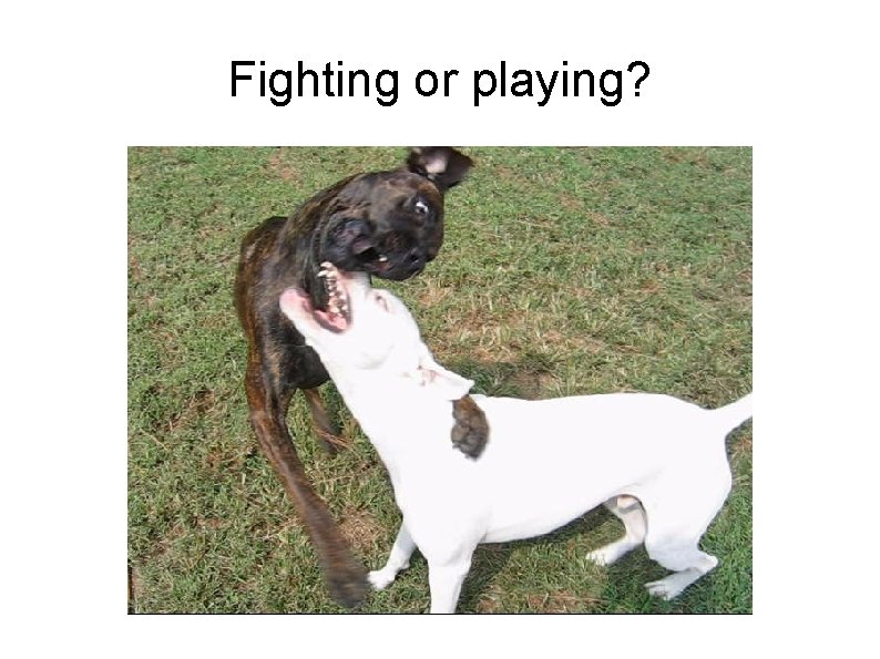 Fighting or playing? 