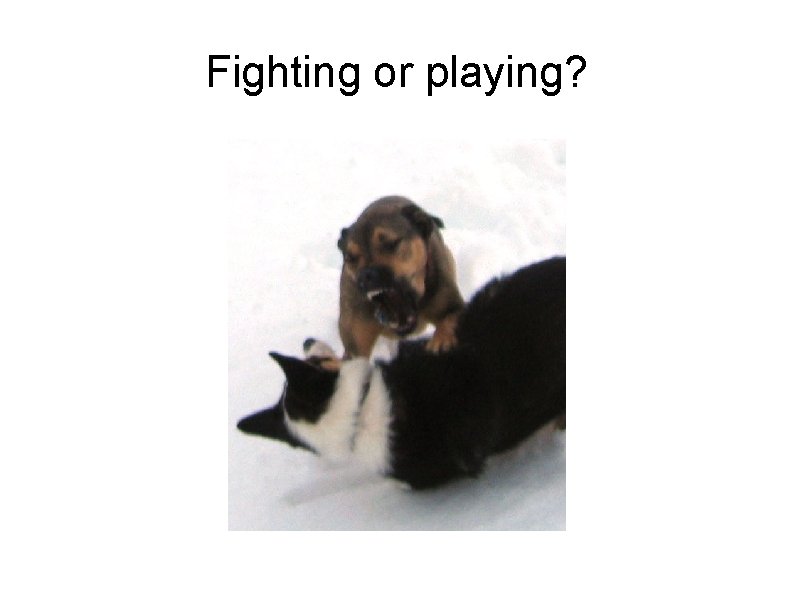 Fighting or playing? 