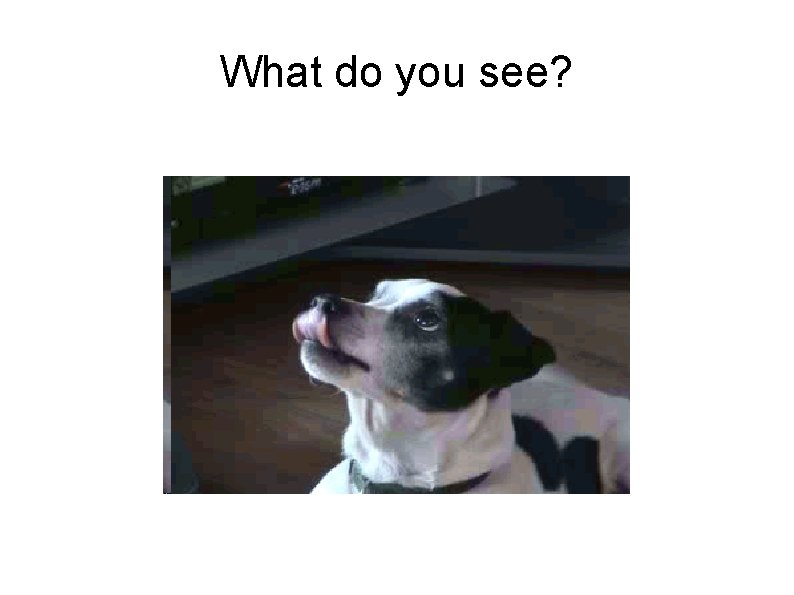 What do you see? 