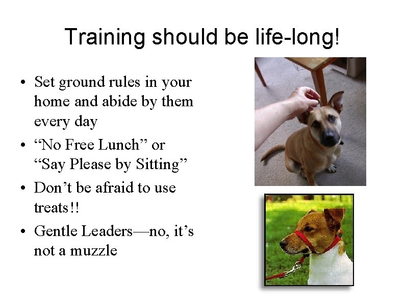 Training should be life-long! • Set ground rules in your home and abide by