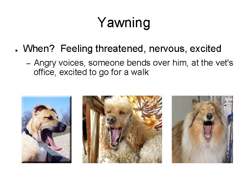 Yawning ● When? Feeling threatened, nervous, excited – Angry voices, someone bends over him,